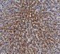 Anti-Liver Carboxylesterase 1/CES1 Antibody Picoband™ (monoclonal, 3F10)